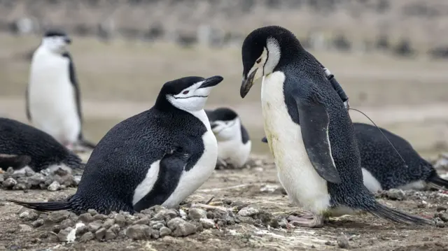 Pingüinos de pico largo sobre un terreno rocoso, uno con dispositivo rastreador en la espalda.