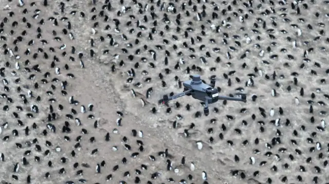Vista aérea de un dron sobre una enorme colonia de pingüinos en la Antártida.