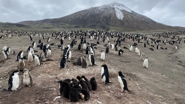 Numerosos pingüinos con crías en una playa antártica, con montañas nevadas al fondo.